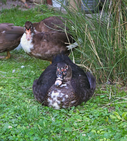 Pato Macho Sentado Grama Fêmea Atrás Dele — Fotografia de Stock