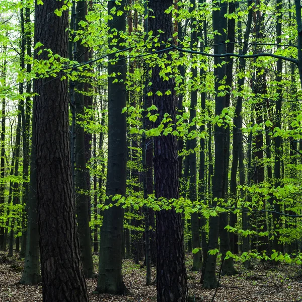 Paisagem Floresta Cinza Jovem Com Árvores Verdes Série Natureza — Fotografia de Stock