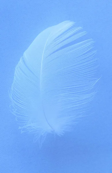 Белое Перо Синем Фоне — стоковое фото