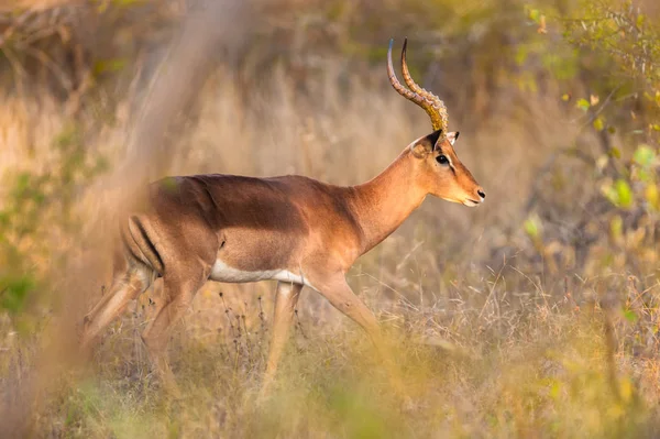 Impala Caminhando Mato Perto Parque Nacional Kruger — Fotografia de Stock