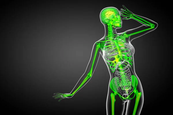 スケルトンの骨 正面の レンダリングの医療イラスト — ストック写真