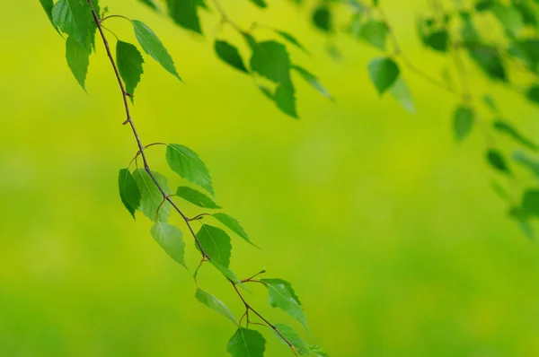 Folhagem Folhas Verdes Primavera Fora Natureza — Fotografia de Stock