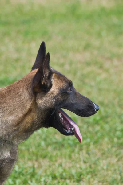 Belgischer Schäferkopf — Stockfoto