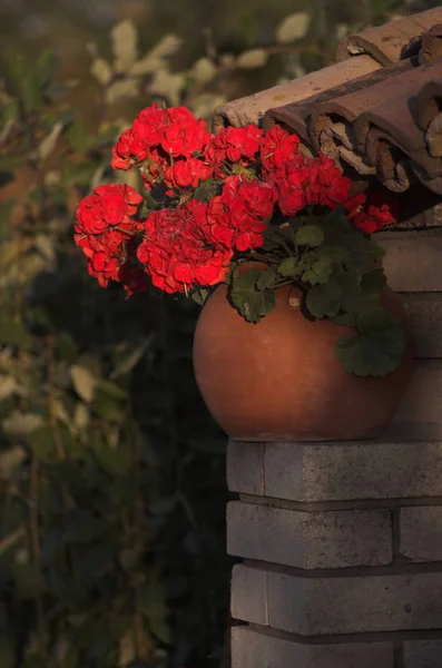 Schönheit Blühende Blumen Tag — Stockfoto