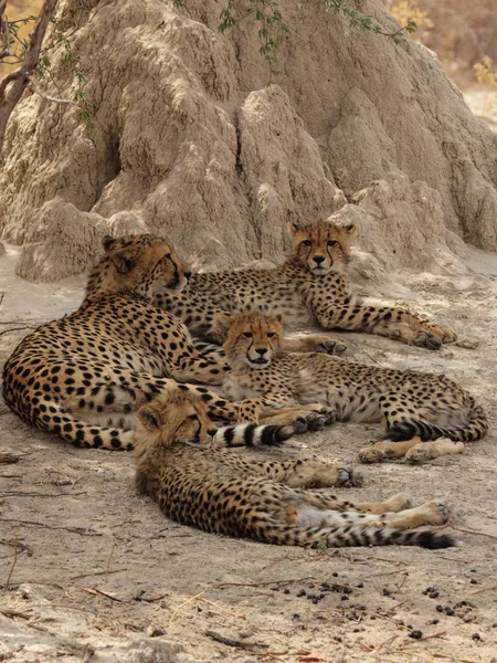 Cheetah family rests in the shadow of a termite mound in the Okavango Delta, Botswana.