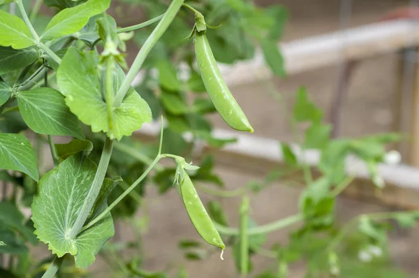 Guisantes Azúcar Pisum Sativum Var Macrocarpon Jardín —  Fotos de Stock