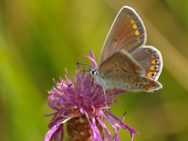 Primer Plano Mariposa Enfoque Selectivo — Foto de Stock