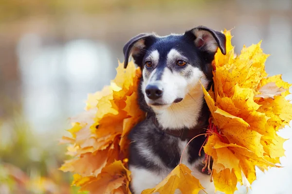 Σκυλί Στο Κίτρινο Φθινόπωρο Φύλλα Δεν Είναι Καθαρόαιμο Σκυλί Σκυλάκι — Φωτογραφία Αρχείου