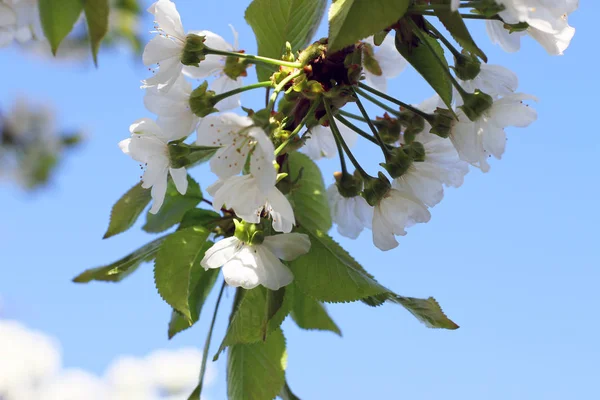 Schöne Weiße Kirschblüten Frühling Garten Aus Nächster Nähe — Stockfoto