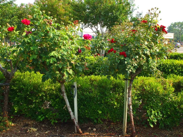 Flores Rosas Día Soleado — Foto de Stock