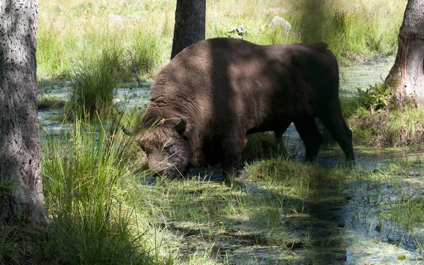 Aurochs Bosque Verano — Foto de Stock