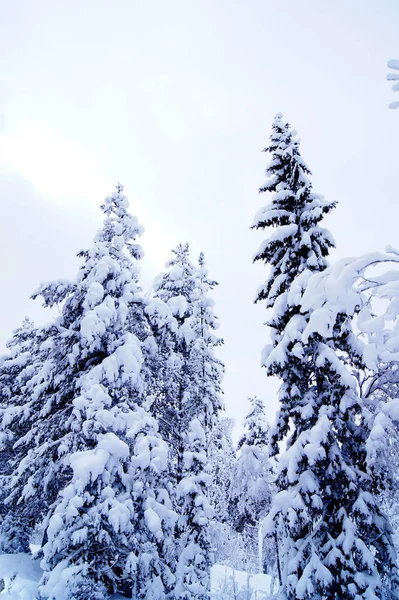 Piękna Zima Naturalnym Tle — Zdjęcie stockowe