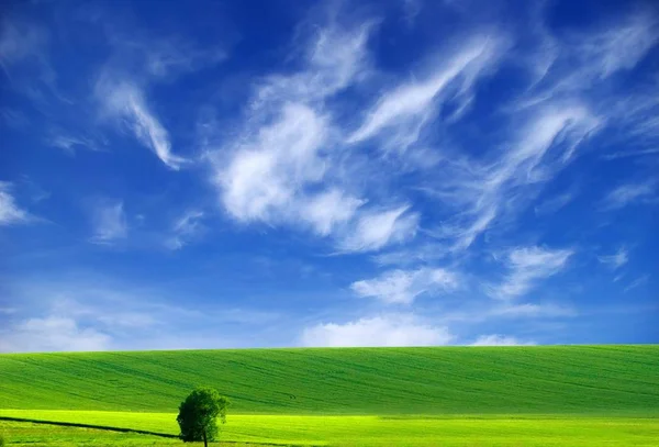 Feld Auf Einem Hintergrund Des Blauen Himmels — Stockfoto