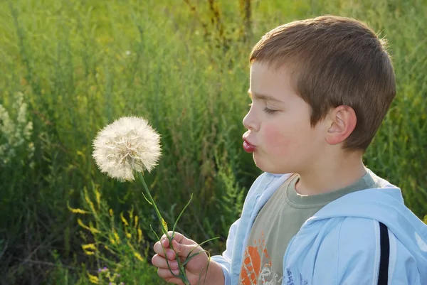 大きな夢を持つ小さな男の子は 手に大きなタンポポのような植物を保持し 吹く午後の太陽とバックライト — ストック写真