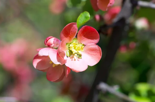 Kvetoucí Quince Cydonia Oblonga Červené Jarní Květy Kvetoucí Quince Japonský — Stock fotografie