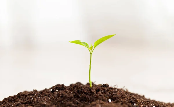 Little Plant Growing Fresh Soil — Stock Photo, Image