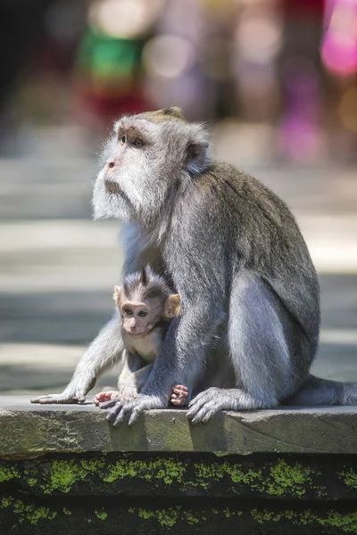 Hosszú Farkú Makákó Vele Csecsemő Szent Monkey Forest Ubud Bali — Stock Fotó