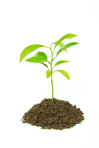 Pequena Planta Verde Isolada Fundo Branco — Fotografia de Stock