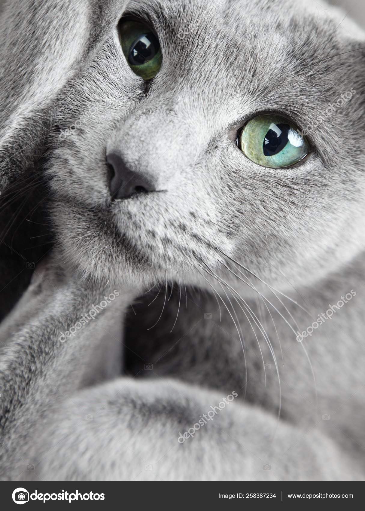 Portrait Funny Russian Blue Cat Green Eyes Stock Photo by ©YAYImages  258387234
