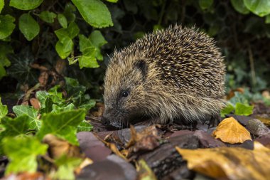 The Western Hedgehog - The only species of European hedgehog found in the British Isles (Erinaceus europaeus). A nocturnal insectivorous Old World mammal with a spiny coat and short legs, able to roll itself into a ball for defence. clipart