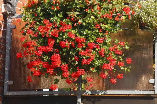 flower box with red geraniums