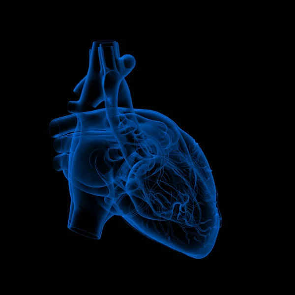 Coração Humano Anatomia Visão Frontal — Fotografia de Stock