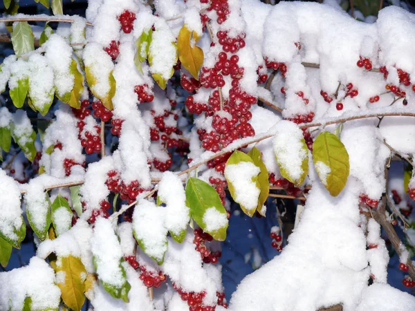 Neve Inaspettata Coperto Bacche Olivello Spinoso — Foto Stock