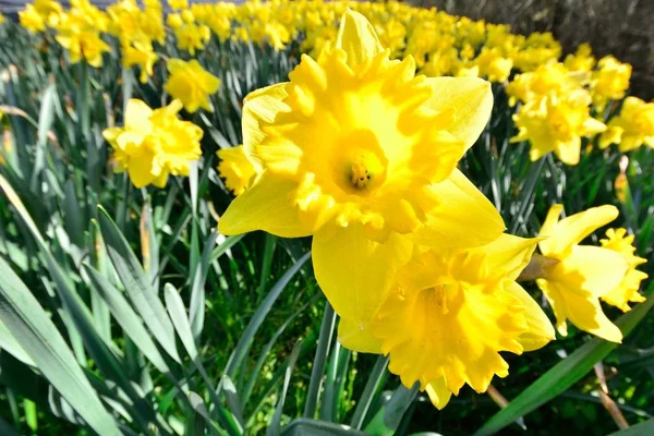 Daffodils Jardim Close — Fotografia de Stock