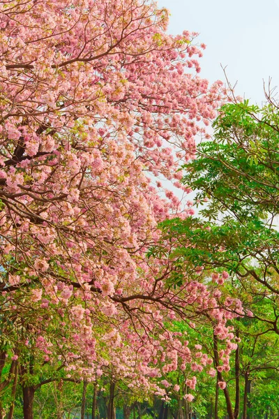 Pink Tabebuia Flower Blooming Spring Season — Stock Photo, Image