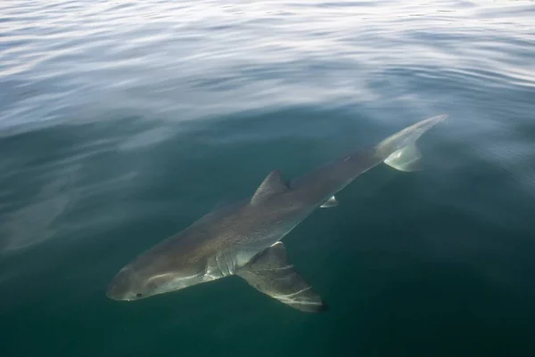 Gran Tiburón Blanco Bajo Superficie Del Agua — Foto de Stock