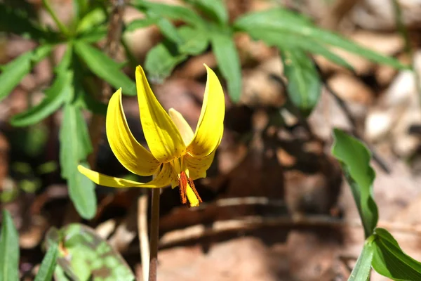 Truta Lily Eritrónio Flor Início Primavera Sol Manhã — Fotografia de Stock