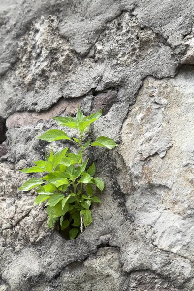 Jonge Plant Groeit Een Oude Stenen Muur — Stockfoto