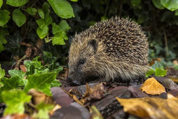 Westelijke Egel Enige Soort Van Egel Gevonden Britse Eilanden Erinaceus — Stockfoto