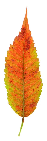 Hoja Sumac Staghorn Rhus Typhina Color Otoño Aislada Sobre Fondo — Foto de Stock