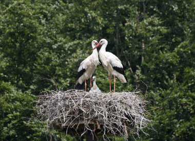 nest with stork couple with young in holland with blue sky as background clipart