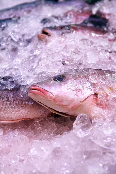 Frescura Peces Mar Hielo Primer Plano Mostrador Mercado — Foto de Stock