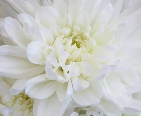 Grand Beau Chrysanthème Blanc Fleur Gros Plan — Photo