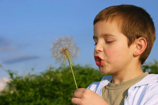大きな夢を持つ小さな男の子は 手に大きなタンポポのような植物を保持し 吹く午後の太陽で点灯 — ストック写真