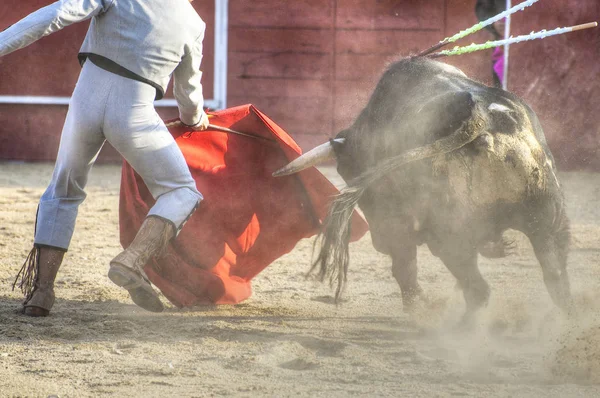 Foto Del Toro España Toro Negro —  Fotos de Stock