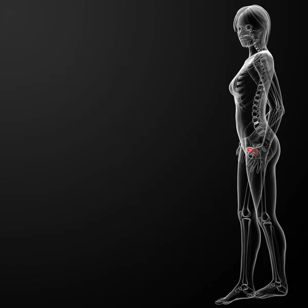 Renderizar Anatomía Vejiga Femenina Rayos Vista Lateral — Foto de Stock