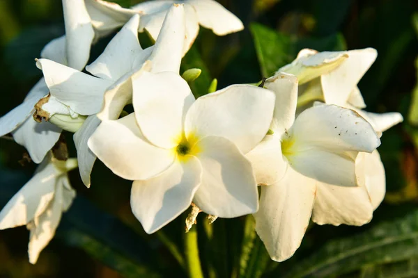 Hermosa Flor Frangipani Cerca — Foto de Stock