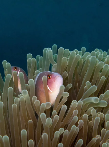 Pink Anemone Fish Anemone — Stock Photo, Image