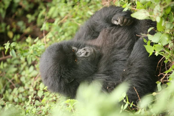 Gorila Salvaje Rwanda Africa Tropical Forest — Foto de Stock