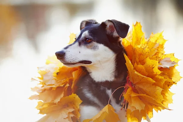 Σκυλί Στο Κίτρινο Φθινόπωρο Φύλλα Δεν Είναι Καθαρόαιμο Σκυλί Σκυλάκι — Φωτογραφία Αρχείου