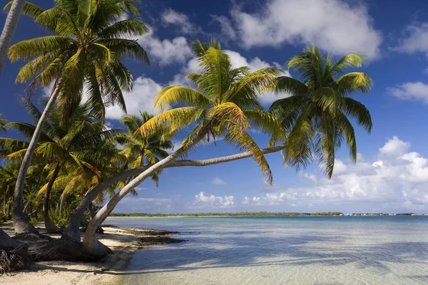 Paraíso Tropical Laguna Aitutaki Las Islas Cook Océano Pacífico Sur — Foto de Stock