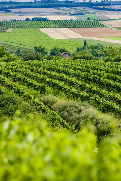 Виноградники Південній Моравії Чехія — стокове фото