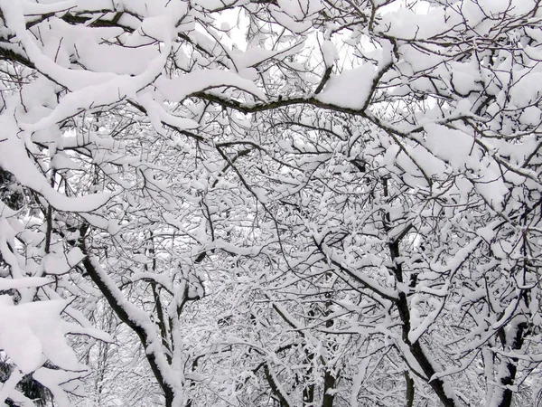 Parque Cubierto Nieve Nieve Ramas Árboles — Foto de Stock