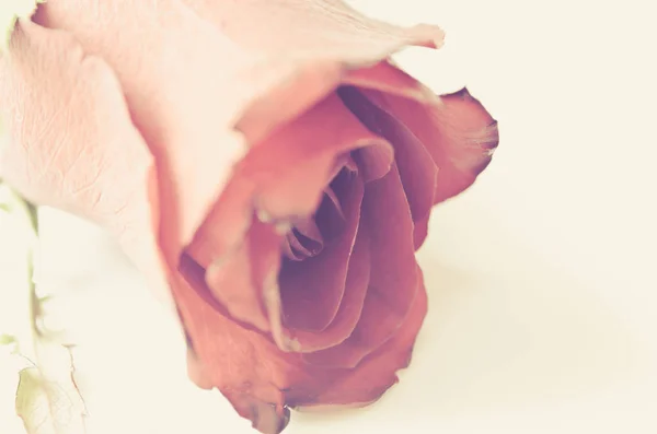 Gyönyörű Rózsa Vintage Stílusú — Stock Fotó