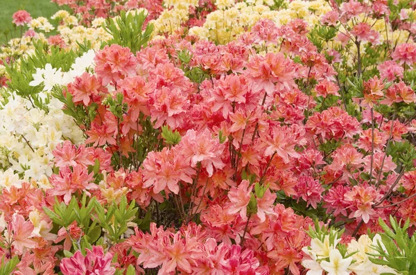 Belles Fleurs Azalées Rhododendrons Dans Jardin — Photo