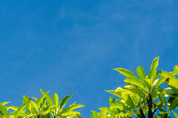 Folhas Verdes Céu Azul Para Papel Parede Fundo — Fotografia de Stock